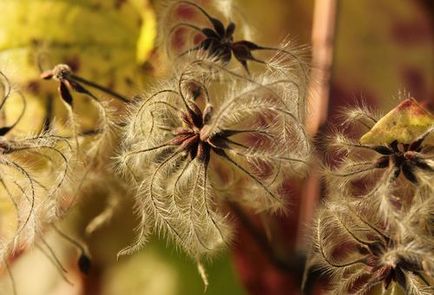 Clematis magról ültetés és gondozás területén vagy otthon (kültéri) Clematis magról ültetés és gondozás területén, vagy otthon