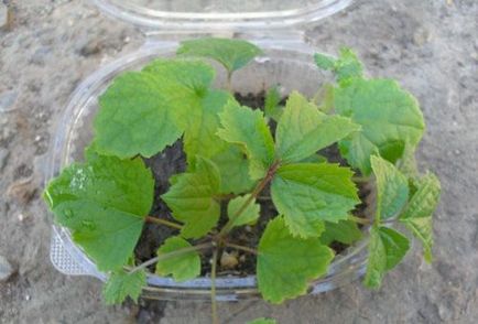 Clematis magról ültetés és gondozás területén vagy otthon (ellátás) Clematis magról ültetés és gondozás területén, vagy otthon