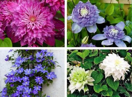 Clematis magról ültetés és gondozás területén vagy otthon (leszállás) Clematis magról ültetés és gondozás területén, vagy otthon