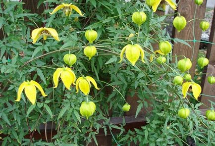 Clematis magról ültetés és gondozás területén vagy otthon (mag) Clematis magról ültetés és gondozás területén, vagy otthon