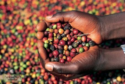 Kávé története, típusai, jellemzői termelés