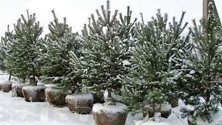 Mikor és hogyan kell ültetni egy nagy karácsonyfa saját nyaraló