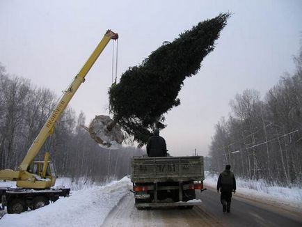 Mikor és hogyan kell ültetni egy nagy karácsonyfa saját nyaraló