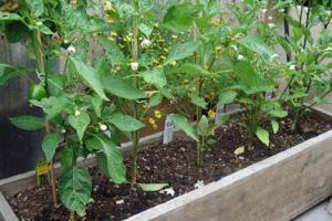 Mikor és hogyan kell ültetni paprika palánták
