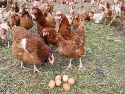 Amikor az emberek elkezdenek rohanni csirkék jércék (tojás, hús és tojás, hús fajták)