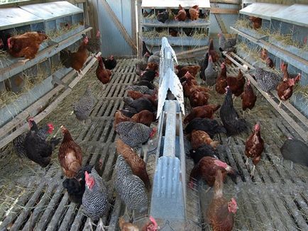 Amikor az emberek elkezdenek rohanni csirkék jércék (tojás, hús és tojás, hús fajták) (hány hónap kezdik rohan csirke jérce) Amikor az emberek elkezdenek rohanni csirkék jércék (tojás, hús és tojás, hús fajták)