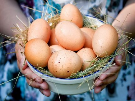 Amikor az emberek elkezdenek rohanni csirkék jércék (tojás, hús és tojás, hús fajták)