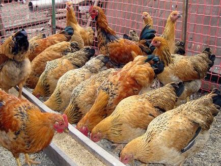 Amikor az emberek elkezdenek rohanni csirkék jércék (tojás, hús és tojás, hús fajták)