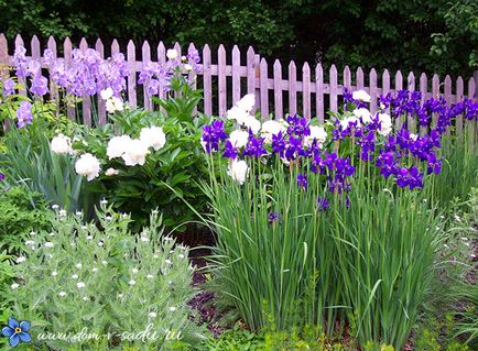 Amikor átültetett írisz, hogyan kell gondoskodni íriszek virágzás után, szép ház és kert