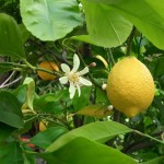 Beltéri citrom - növekvő rendeletek