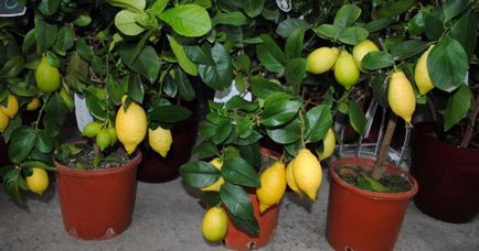 Beltéri citrom - otthoni gondozást