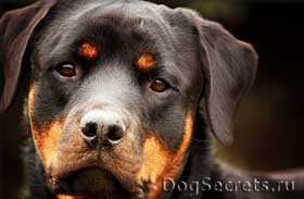 Etetés kölykök és felnőtt kutyák Rottweiler diéta