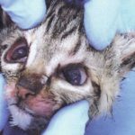 Koronovirusnaya fertőzés a macskák kezelésére, diagnózis, legyen veszélyes emberek kezelésére elemzés