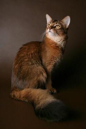 Szomáliai macska fotó