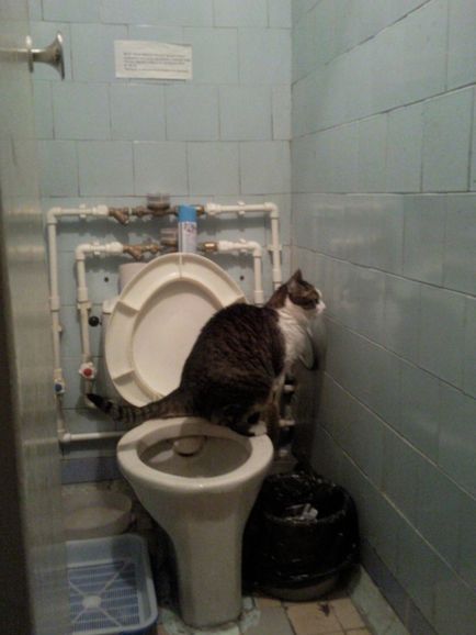 A macska a házban a fő problémák és megoldások