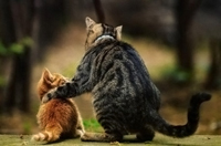 Macska és a cica - macska világ