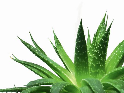 Arckrém aloe vera aloe vera előnyök krémek és a legjobb