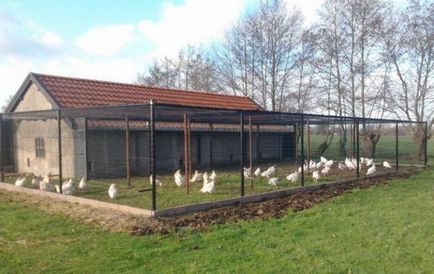 Csirkék Broilers karbantartása és takarmányozási hús baromfi fajtája