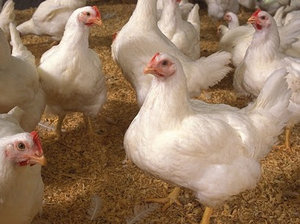 Csirkék Broilers karbantartása és takarmányozási hús baromfi fajtája