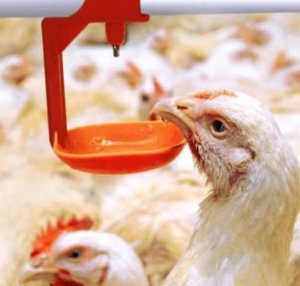 Csirkék Broilers karbantartása és takarmányozási hús baromfi fajtája