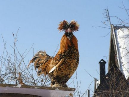 Csirkék pavlovi fajta leírás, tenyésztés, táplálás, fotó és videó