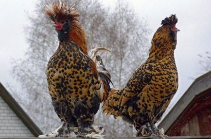 Csirkék pavlovi fajta leírás, tenyésztés, táplálás, fotó és videó