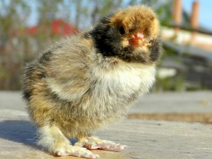 Csirkék pavlovi fajta leírás, tenyésztés, táplálás, fotó és videó