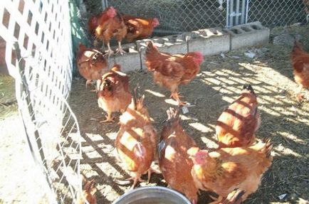 Csirkék redbro leírás, Fajtajegyei és termesztése