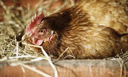 Csirke hen (Kvočka), mint ül a tojásokon, tartása, gondozása