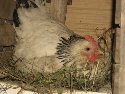 tyúk csirke - a legjobb fajta Kvočka inkubáció