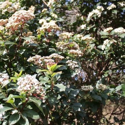 Cserje Ligustrum vulgare fotó, ültetés és gondozás, fajták