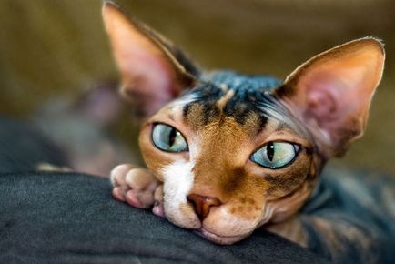 Szőrtelen macskák története megjelenése, fajta és gondozás