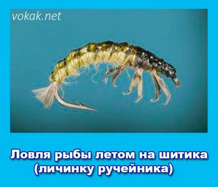 Horgászat a nyáron Shitikov (caddis lárva) - horgászat a téli és a nyári Spinning és csalétek rechke