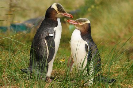 Érdekességek a pingvinek