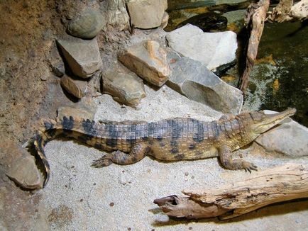 Kevéssé ismert faj krokodilok