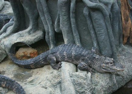 Kevéssé ismert faj krokodilok