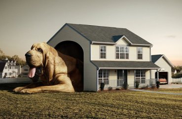 Master házak saját kezűleg kutyák részletes utasítások és fotók
