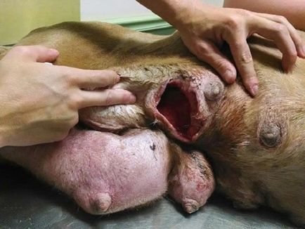 Mastitis kutyáknál a tünetek, fotó, otthoni kezelés