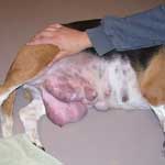 Mastitis kutyák kezelésére, a tünetek, megelőzés, állatorvosi szolgálata a Vladimir régió