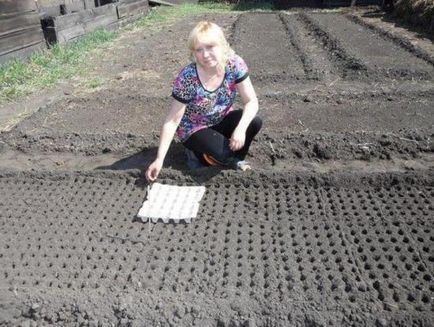 Sárgarépa leszállás nélkül elvékonyodása, ültetés, a technológia, fotó, válasszuk