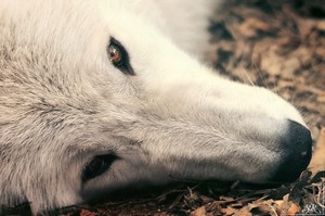 kutya agya - a legaktívabb szervezet, a blog a kutyák
