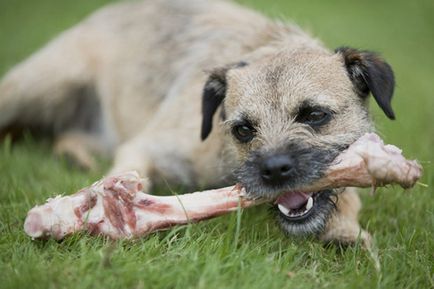 Lehetséges, hogy a kutyák, mint a csontok veszélyesek, és mit lehet helyettesíteni a csont az étrendben a kutyák