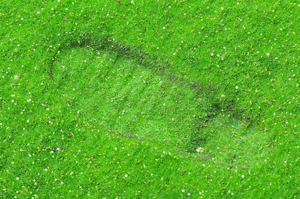 Sagina subulata (ír moszat), hogyan növekszik és ellátás (30 fotó)