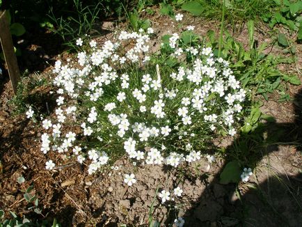 Sagina subulata (ír moszat), hogyan növekszik és ellátás (30 fotó)