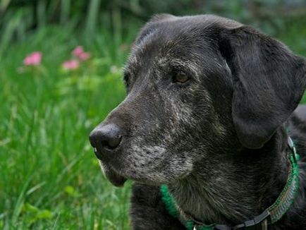 A leggyakoribb betegség a régi kutyák és tünetei