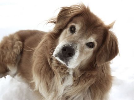 A leggyakoribb betegség a régi kutyák és tünetei