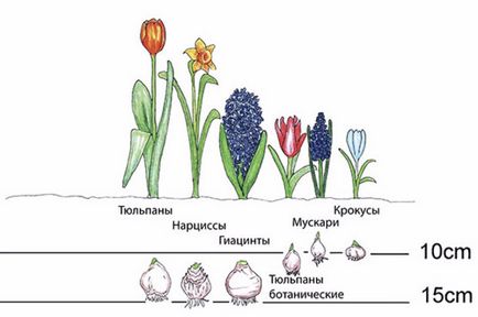 Narcissus - ültetés és gondozása virág a kertben