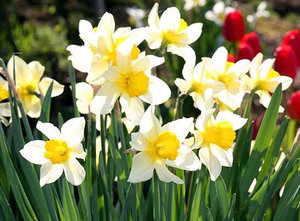 Narcissus - ültetés és gondozása virág a kertben