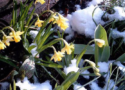 Narcissus - ültetés és gondozása virág a kertben