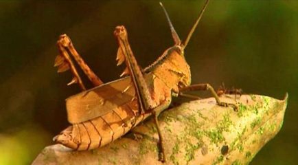 A rovar táplálkozik sáskák, mint ahol életét